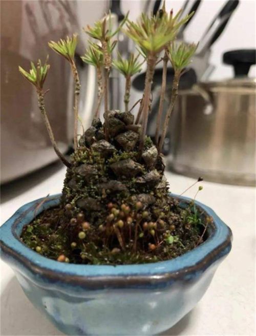 黄杨盆景：细腻的线条， 优雅的气质