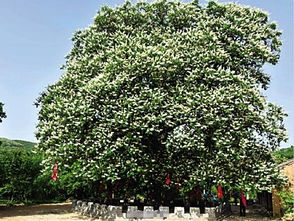 大叶黄杨的独特魅力