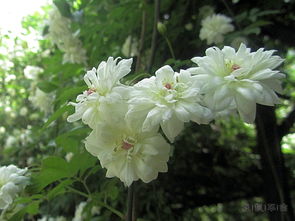 木香花：财富的象征