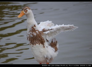 鸭子可以长期只吃鸡饲料吗？这对它们的营养和健康有影响吗？