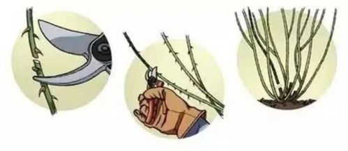 一、 广东地区月季的修剪