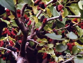 紫薇的止血圣药