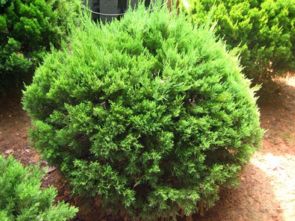 龙柏球：一个球球的小家伙