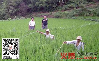 原因三：长期使用同一种农药