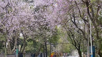 蜡梅：冬春的璀璨明珠