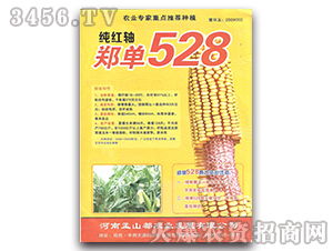 郑单351玉米种子，高产抗病