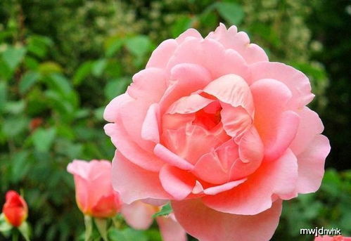 月季花的种植与管理