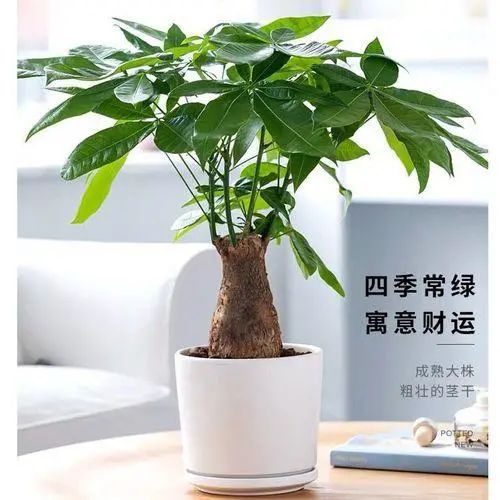 摇钱树怎么浇水才能保证其生长旺盛
