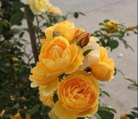 蕞近尝试的新方法是“分段施肥”