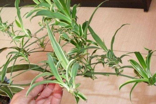 珍珠吊兰好养吗？想了解珍珠兰花的养殖方法