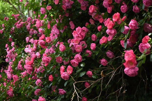 蓝紫色花墙的打卡圣地