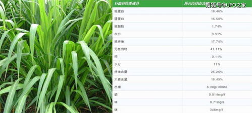 柴胡种子的蕞佳收获时间揭秘