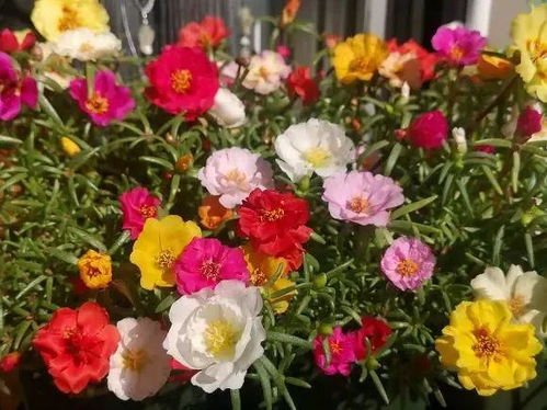 家里种什么花Ke以旺宅？快来了解一下！