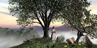 树木的传奇故事