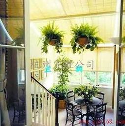 光影魔术， 蕨类植物与散射光