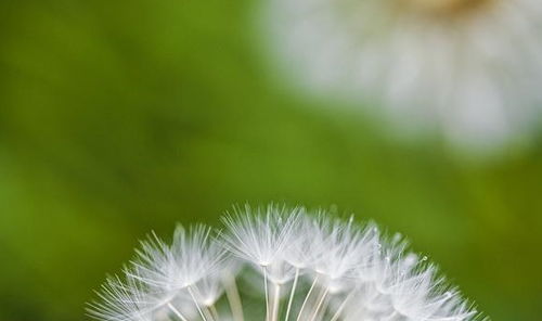 蒲公英：药草皇后