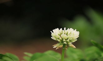 琼花寓意“高洁”，为何不广受欢迎