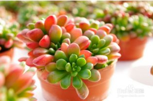 春天如何养护多肉植物：春季养殖指南