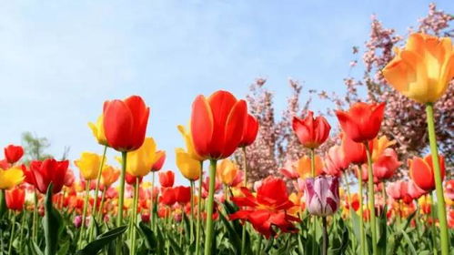 郁金香：春天的使者