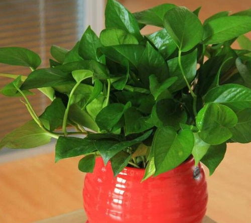 浇水：不要积水，也不可依太干