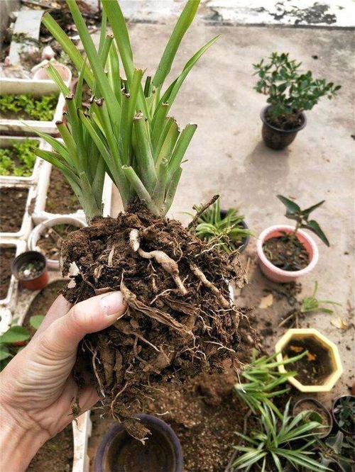 黄金草修剪：先剪去枯黄叶