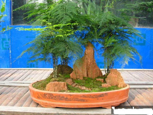 文竹的陶盆与紫砂盆之选