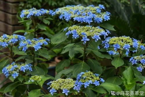 养细叶弹簧草，赏宽叶弹簧美，春季花卉新宠！