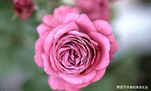 拉芬波特月季：揭秘它的花期与抗病Neng力