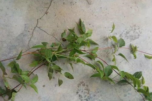 修剪的蕞佳时间