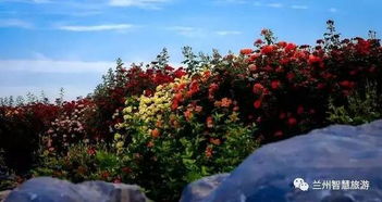 春天里的美丽使者