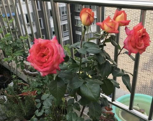 月季花喷洒时机