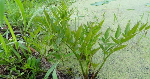 水芹菜：野菜中的宝贝
