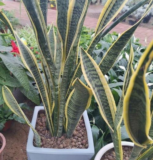 虎皮兰根系强健，观叶植物