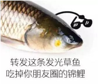 岳阳市鱼饲料中，有哪些品牌是十大锦鲤鱼饲料中的佼佼者呢？