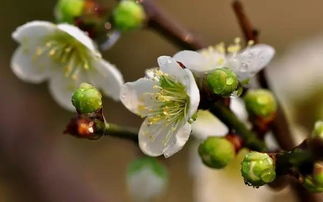 叶斑病：梅雨季的隐形刺客
