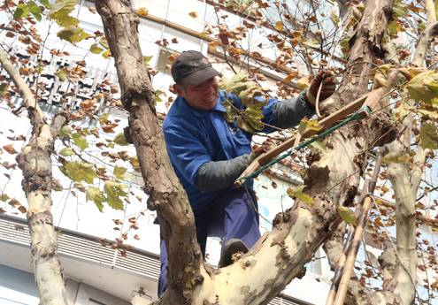 修剪后的第一步：清理现场