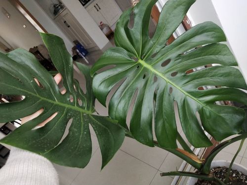 浇水过少，这可是大问题