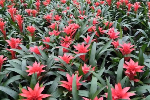 “爆款花卉市场，潜力无限，趋势看涨！”