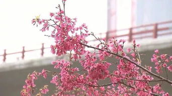 樱花的花语是什么？它代表着什么美好寓意