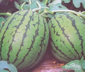 多效唑：西瓜生长的“魔法师”