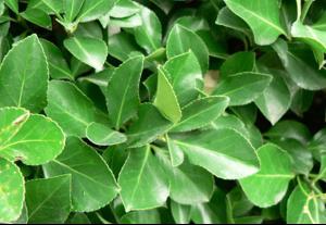 大叶黄杨的种植奥秘