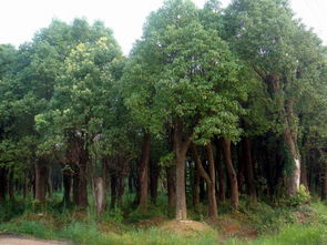 常见优质苗木品种