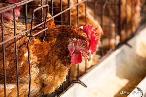 如何有效预防鸡新城疫，采取哪些措施来降低成鸡感染风险？