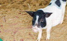 如何根据育肥猪饲料品牌选择指南和排行榜挑选适合的育肥猪饲料？