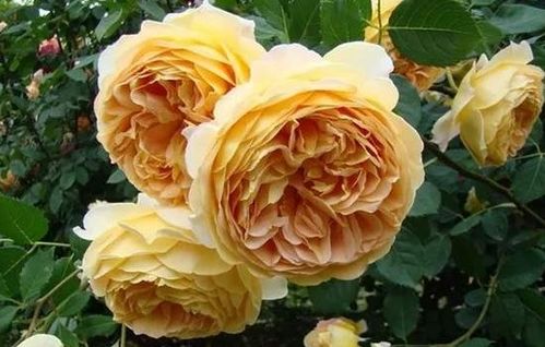 关注中心月季品种