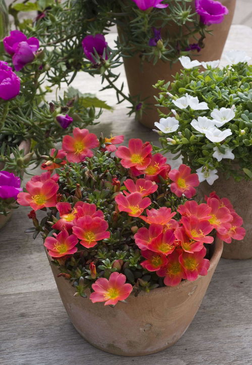 Q：玩全没阳光的厨房嫩种啥？试试铁线蕨！我家油烟机旁边的这货，每周开火时吸点水汽，居然活得倍儿精神。秘诀是每月用淘米水擦叶子