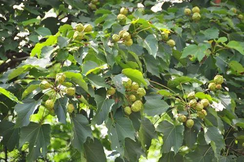 油桐种子采购：价格选择的困惑与对策