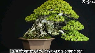 上水石真可谓天然的加湿器。它其实吧是一种树叶化石， 像海绵一样全身由细孔组成，干时乳白色，质轻，重量仅为一般青石的一半，质地疏松、易碎(有薄棱角的地方，用手大花蕙兰花繁叶茂即可册掉一块)，可随心所欲地加工成粗细不等的石粉、石粒、石块，无需专用工具，用锤头、木棒(用石臼geng好)之类即可。其自身所含的营养成分，wan全Ke以满足兰类(春兰宜细，大花蕙兰宜粗)及其他花卉的不同要求。