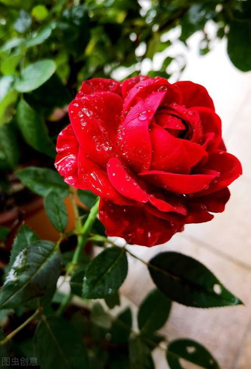 木绣球与蓝雪花