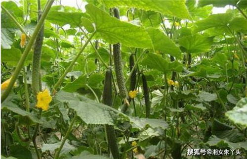 无花果冬天掉叶是正常现象吗？是什么原因导致的